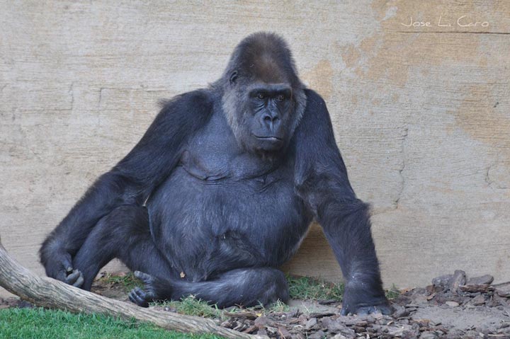 bioparc fuengirola
