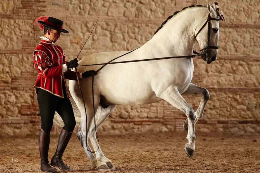 cordoba horse show