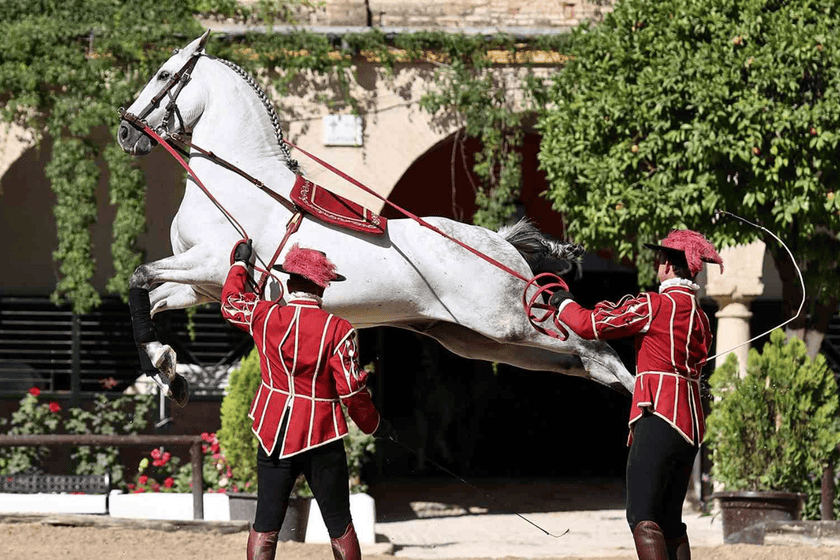 horse show cordoba